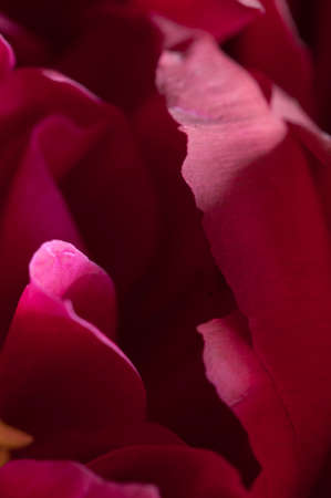 Peony flower fragment macro shot local focusの写真素材