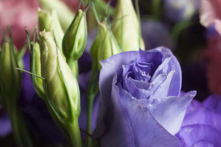 Eustoma flower, close up shot, local focusの写真素材