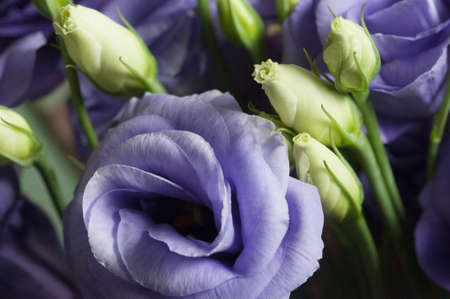 Eustoma flower, close up shot, local focusの写真素材