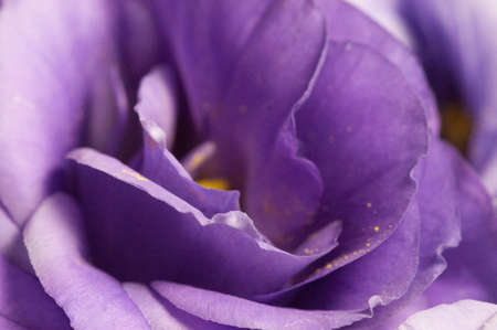 Eustoma flower, close up shot, local focusの写真素材