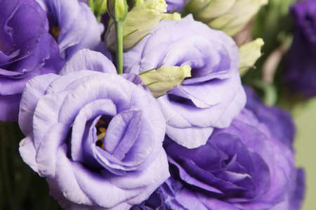 Eustoma flower, close up shot, local focusの写真素材