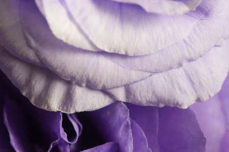 Eustoma flower, close up shot, local focus