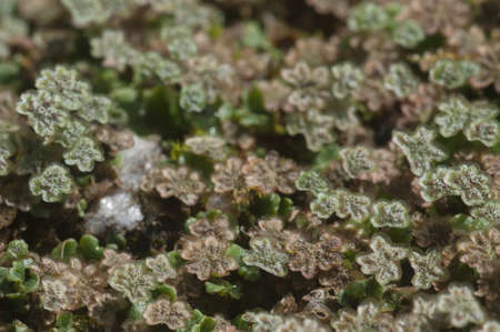 Marchantia polymorpha liverwort, close up shotの写真素材