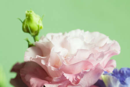 Eustoma flower, close up shot, local focusの写真素材