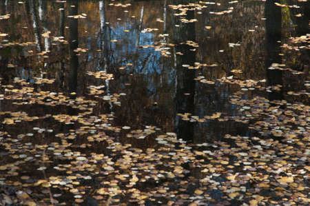 Autumn leaves on a pond in Sokolniki park in Moscow, Russia