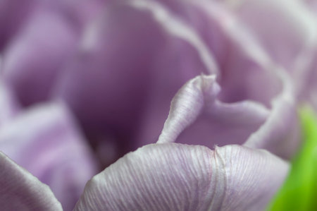 Tulip flower close up shot local focusの写真素材