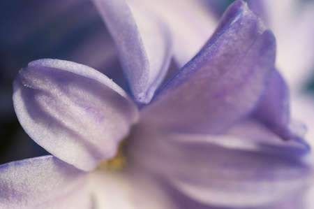 Hyacinth flower close up shot local focusの写真素材