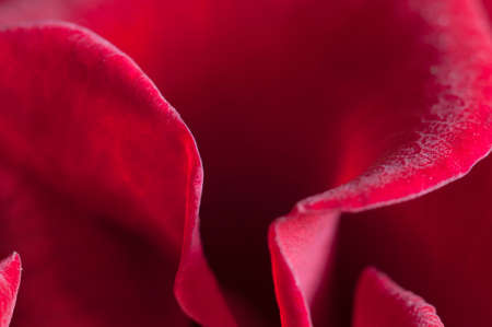 Rose flower fragment, macro shot, local focusの写真素材