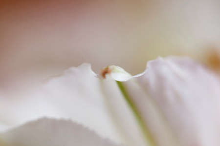Alstroemeria flower fragment, macro shot, local focusの写真素材