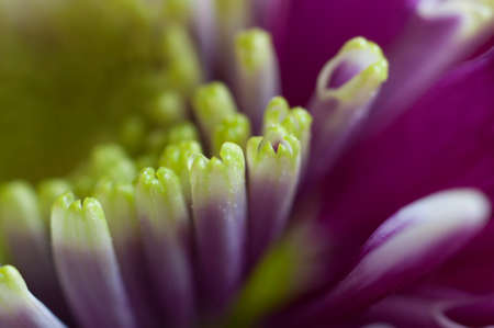 Chrysanthemum flower close up shot local focusの写真素材