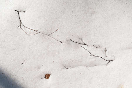 Twig in melting snow, early spring, close up shotの写真素材