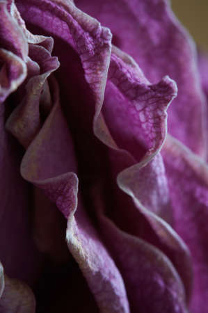 Dry Rose flower fragment, macro shot, local focus
