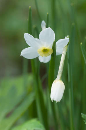 Narcissus flowers macro shot local focusの写真素材