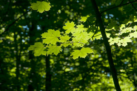 Green maple leaves in a clear sunlight, close up shot