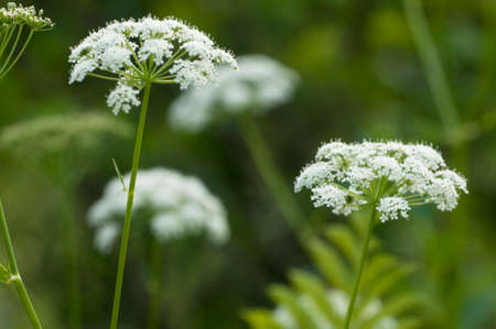 Anthriscus flowers in a forest, close up shot, local focus