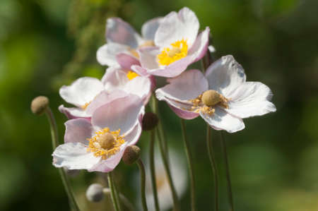 Japanese anemone (Eriocapitella hupehensis) flowers, close up shot, local focusの写真素材