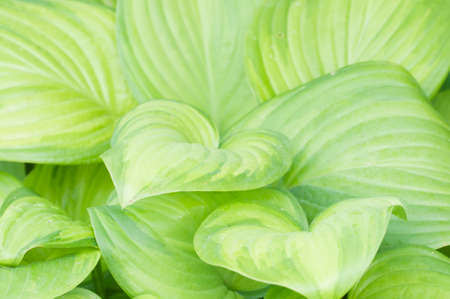 hosta plant fragment closeup in a decorative formal gardenの写真素材