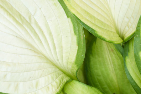 hosta plant fragment closeup in a decorative formal gardenの写真素材