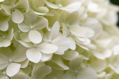 Hydrangea white flowers, close up photo with selective focusの写真素材