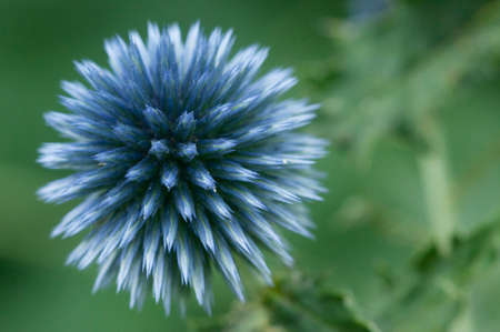 Flower head of great globe thistle, close up shot, selective focusの写真素材