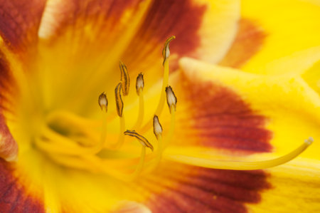 Blooming yellow daylilies in the garden, close up shotの写真素材
