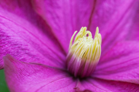Clematis flower in the garden, macro shot, local focusの写真素材
