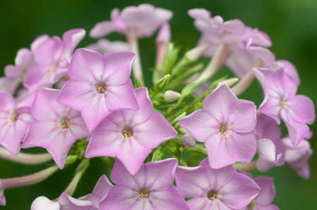 Paniculate phlox (garden phlox) in bloom, close up shot, local focus
