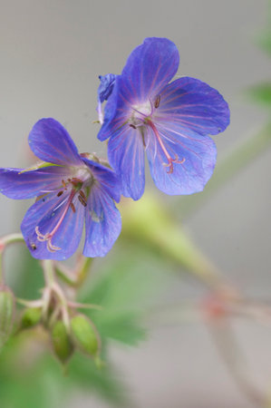 Garden geranium flowers, macro shot, local focusの写真素材