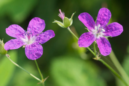 Garden geranium flowers, macro shot, local focusの写真素材