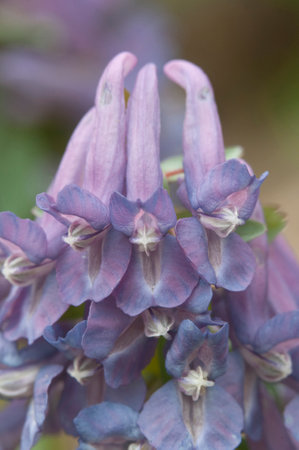 Corydalis solida (fumewort) flowers, close up shot, local focus