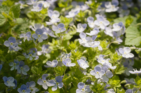 Veronica filiformis flowers in spring, close-up shotの写真素材