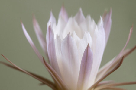 Cactus echinopsis flower, close up shot, local focusの写真素材