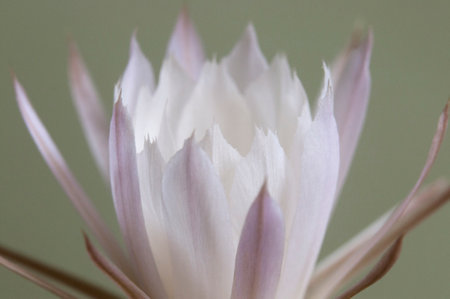 Cactus echinopsis flower, close up shot, local focus