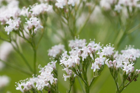 Valerian flower (Valeriana officinalis) flowers in the garden, macro shot, local focusの写真素材