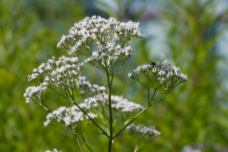 Valerian flower (Valeriana officinalis) flowers in the garden, close up shot, local focusの写真素材
