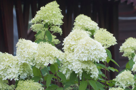 Bush of white abundantly blooming hydrangea in the gardenの写真素材
