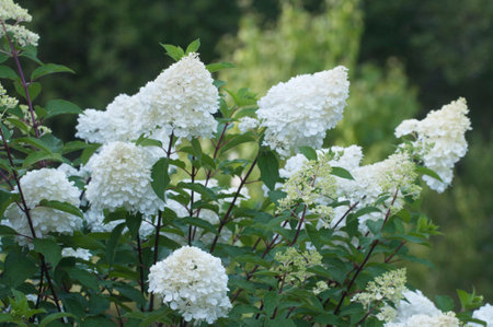 Bush of white abundantly blooming hydrangea in the gardenの写真素材