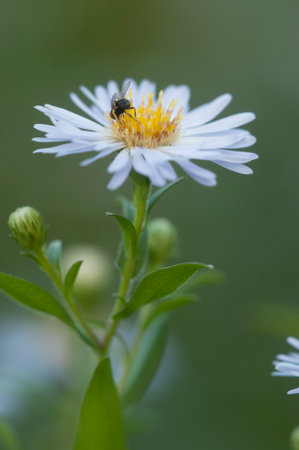 Selective focus of autumn flower Aster alpinus (blue alpine daisy) under sunlight.の写真素材
