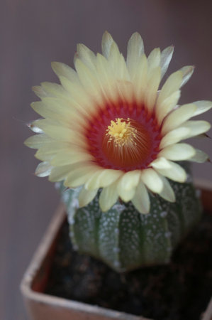 Flowering cactus from Astrophytum family, close-up shot, local focusの写真素材