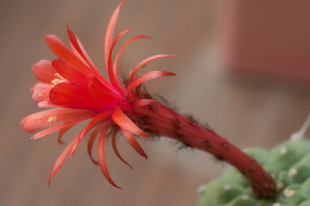 Flowering cactus Matucana madisoniorum, closeup shot, local focusの写真素材