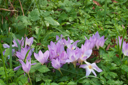 Cute pink colchicum flowers close up. A group of bright autumn crocuses in the gardenの写真素材