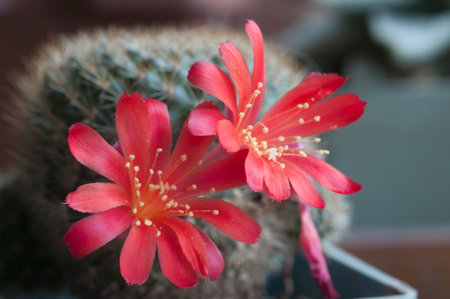 Rebutia minuscula cactus flower close up shot local focus