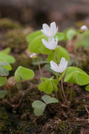 Wood Sorrel (Oxalis) flowers in spring, close-up shot, local focus