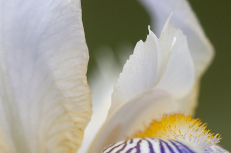 Iris barbatus flower in a garden on a green background