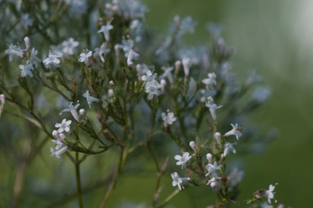 Valerian flower (Valeriana officinalis) flowers in the garden, macro shot, local focus