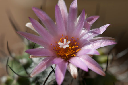 Flowering cactus Turbinicarpus roseiflorus, close-up shot, local focusの写真素材