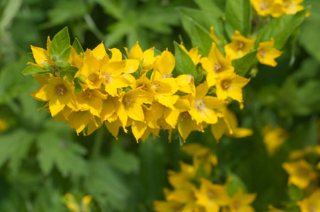 Close up of dotted loosestrife (lysimachia punctata) in bloom, close up shot