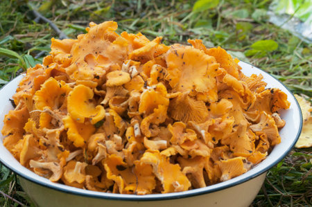 Golden chanterelle mushrooms harvest in a bowl, close up shotの写真素材