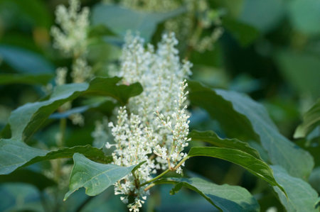 Reynoutria Sakhalin in an autumn park, close up shotの写真素材