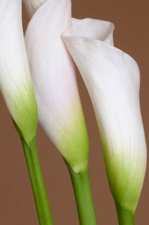 Calla lily flowers on a light brown backgroundの写真素材